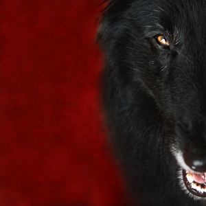 c73-Half face portrait of WolfCub.jpg